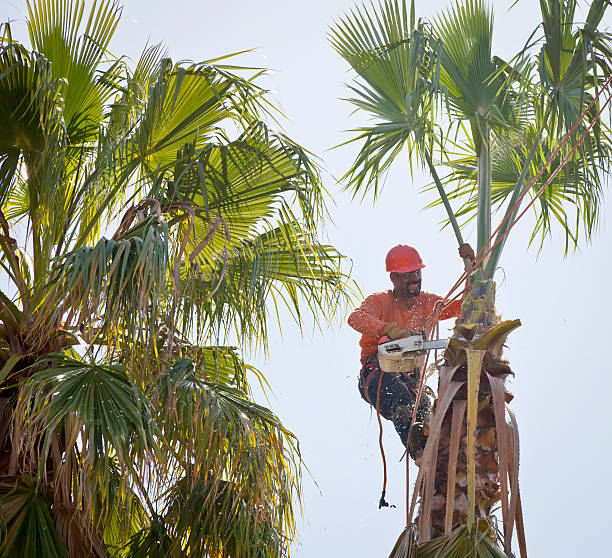 Best Tree Health Inspection  in Newtown, PA